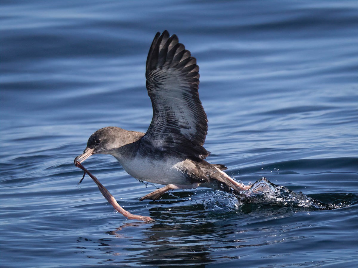 Pink-footed Shearwater - Carol Valentin