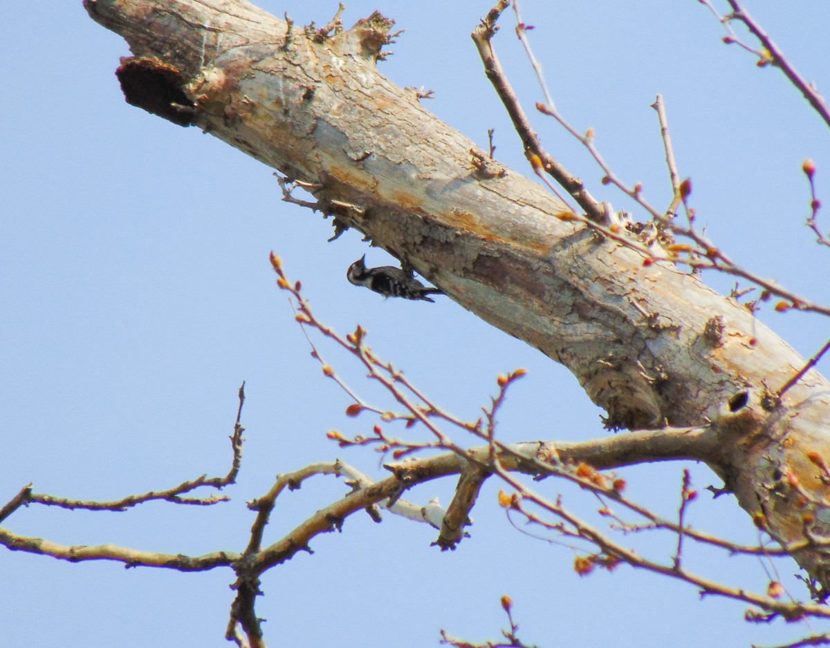 Lesser Spotted Woodpecker - ML616176728