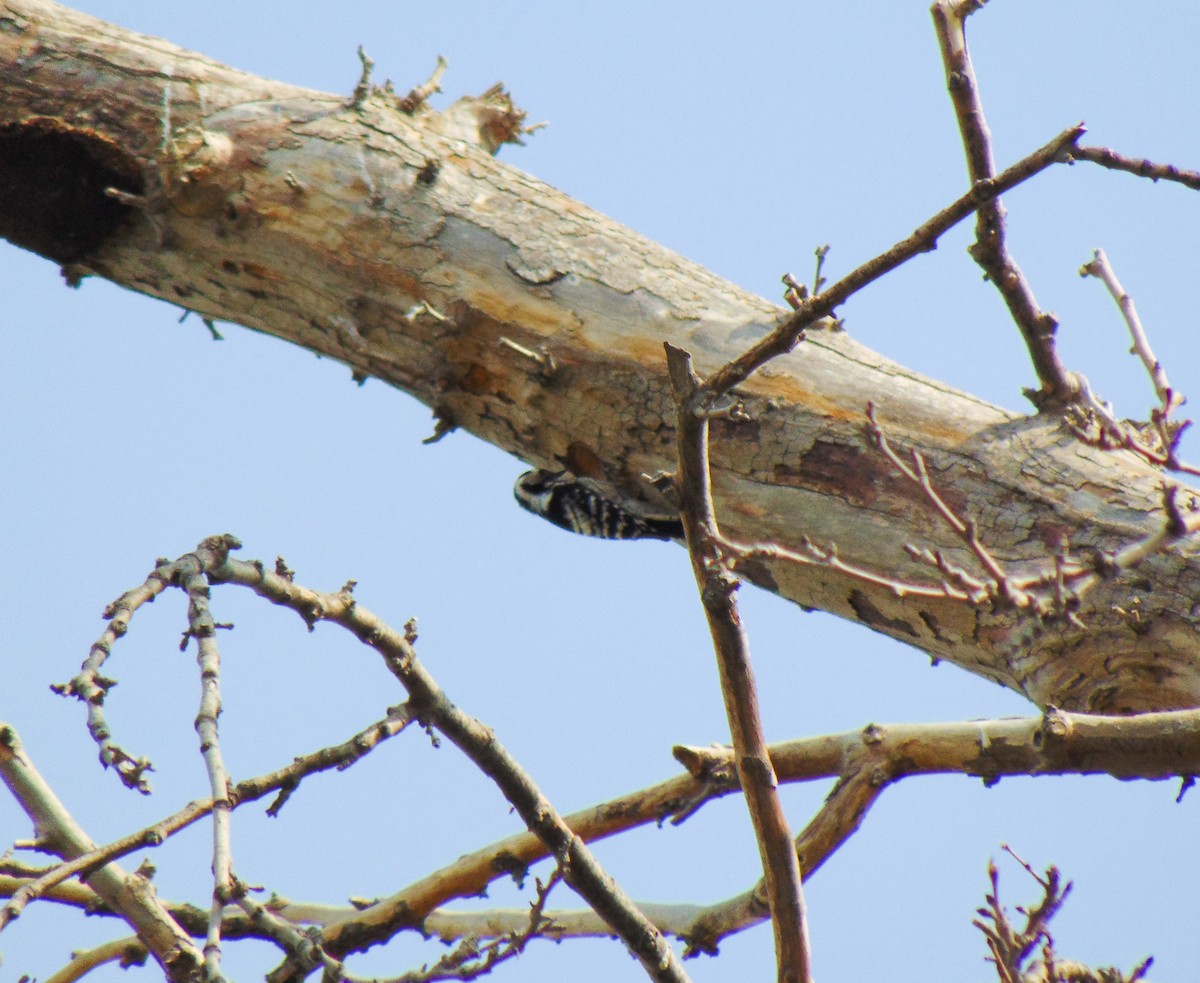 Lesser Spotted Woodpecker - ML616176746
