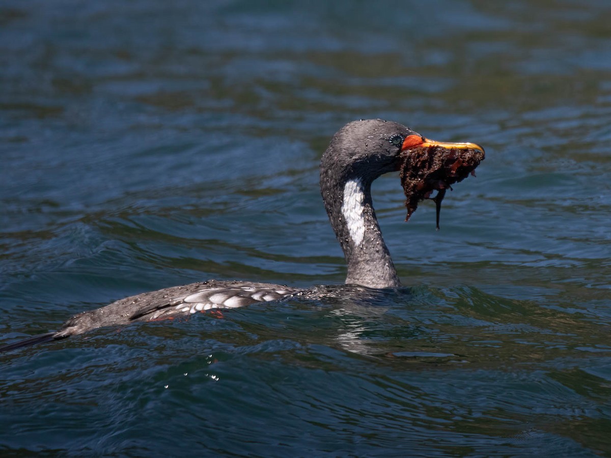 Red-legged Cormorant - ML616176751