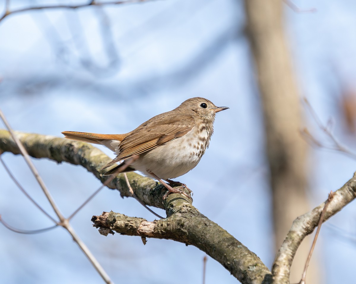 Hermit Thrush - ML616176761