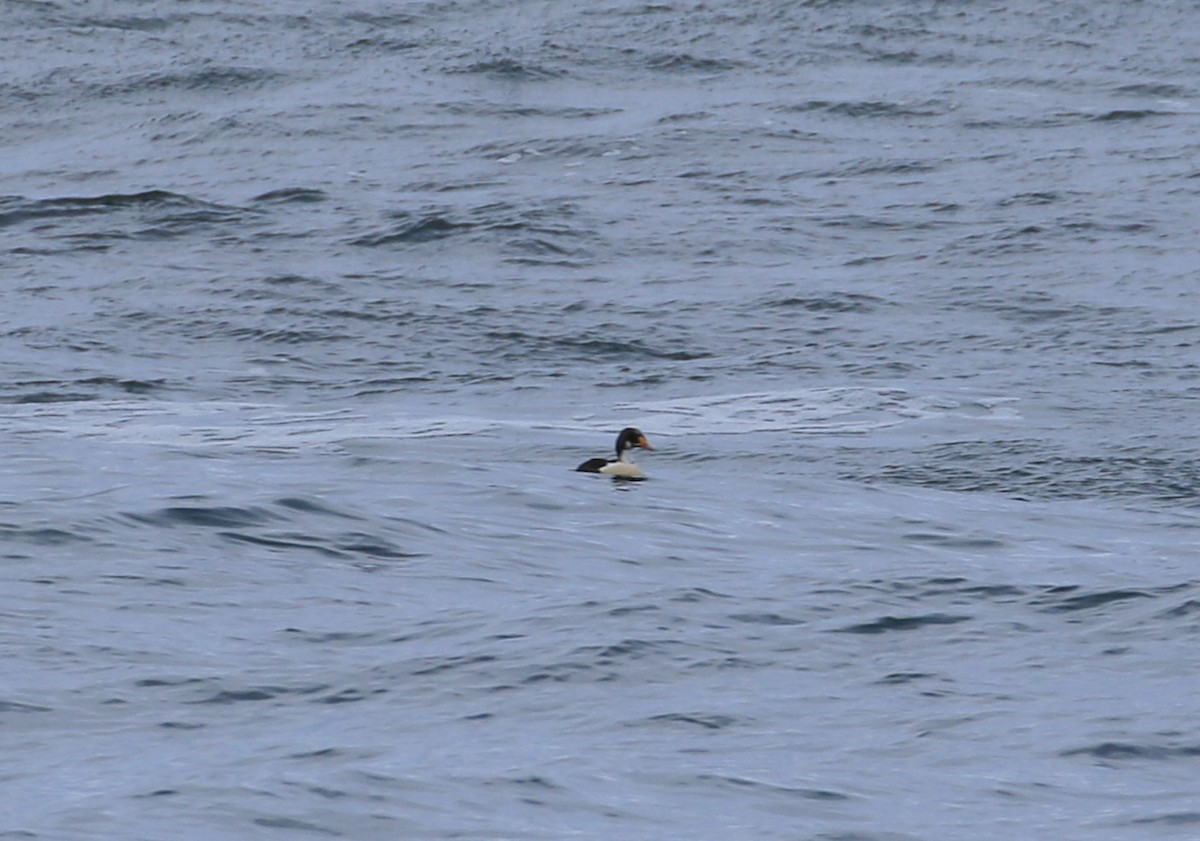 King Eider - ML616176807