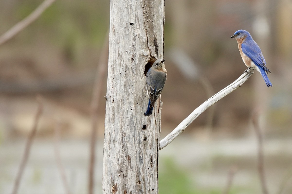 Eastern Bluebird - Fleeta Chauvigne