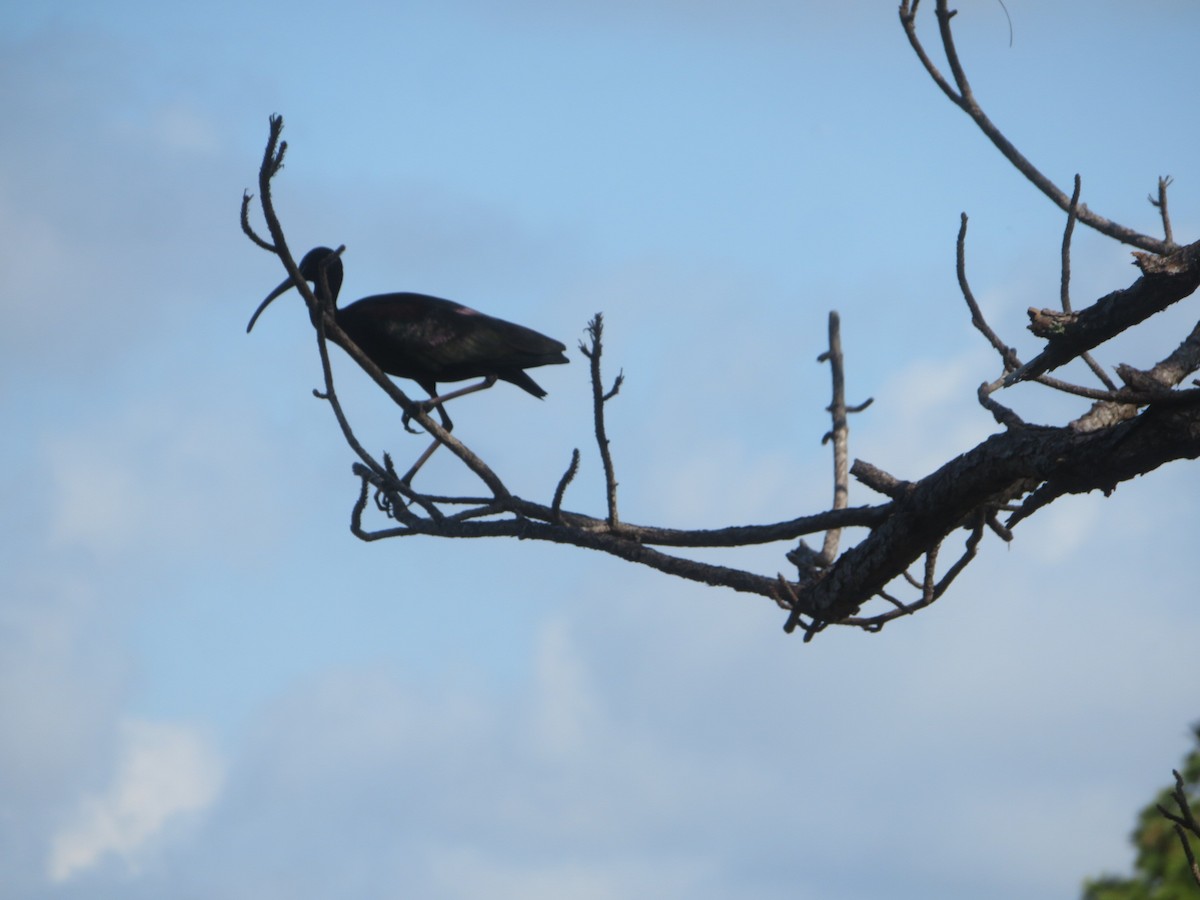 Glossy Ibis - Denise Rychlik