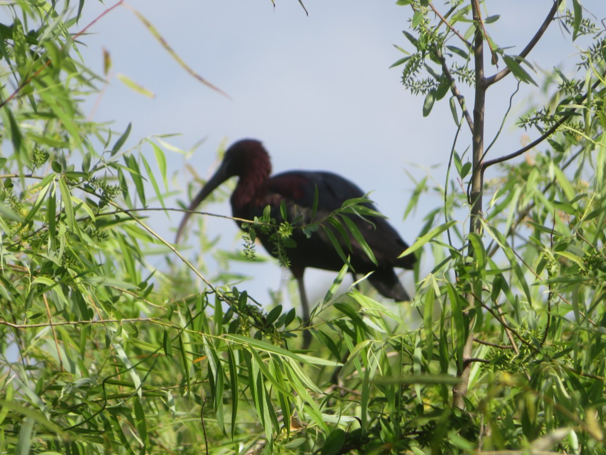 Glossy Ibis - Denise Rychlik