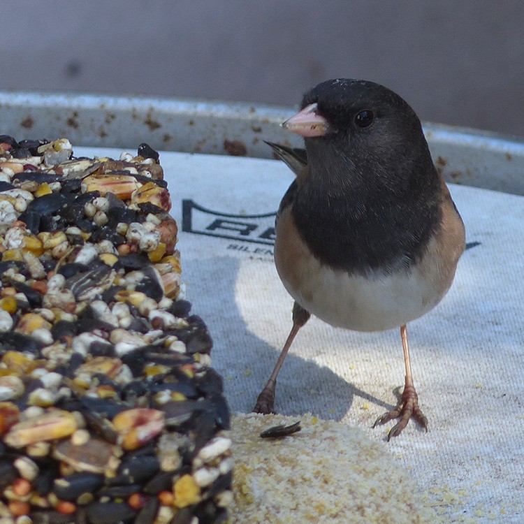 Junco ardoisé - ML616176867