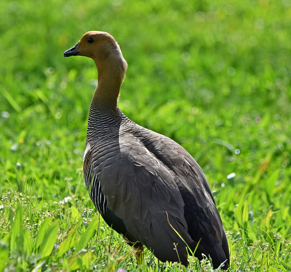 Upland Goose - ML616176971