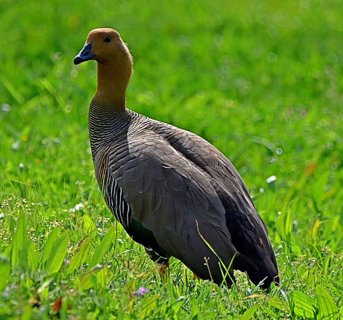 Upland Goose - ML616176972