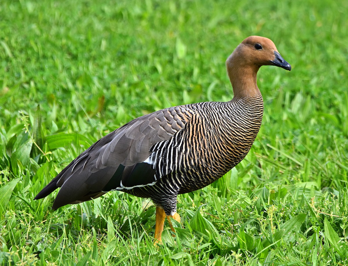 Upland Goose - ML616176975