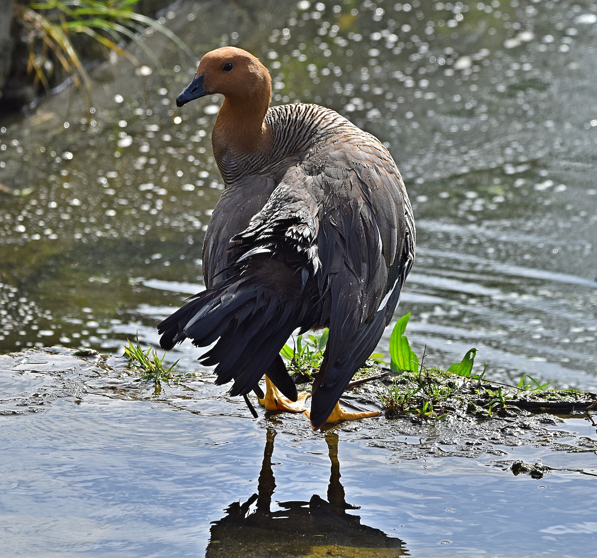 Upland Goose - ML616176976