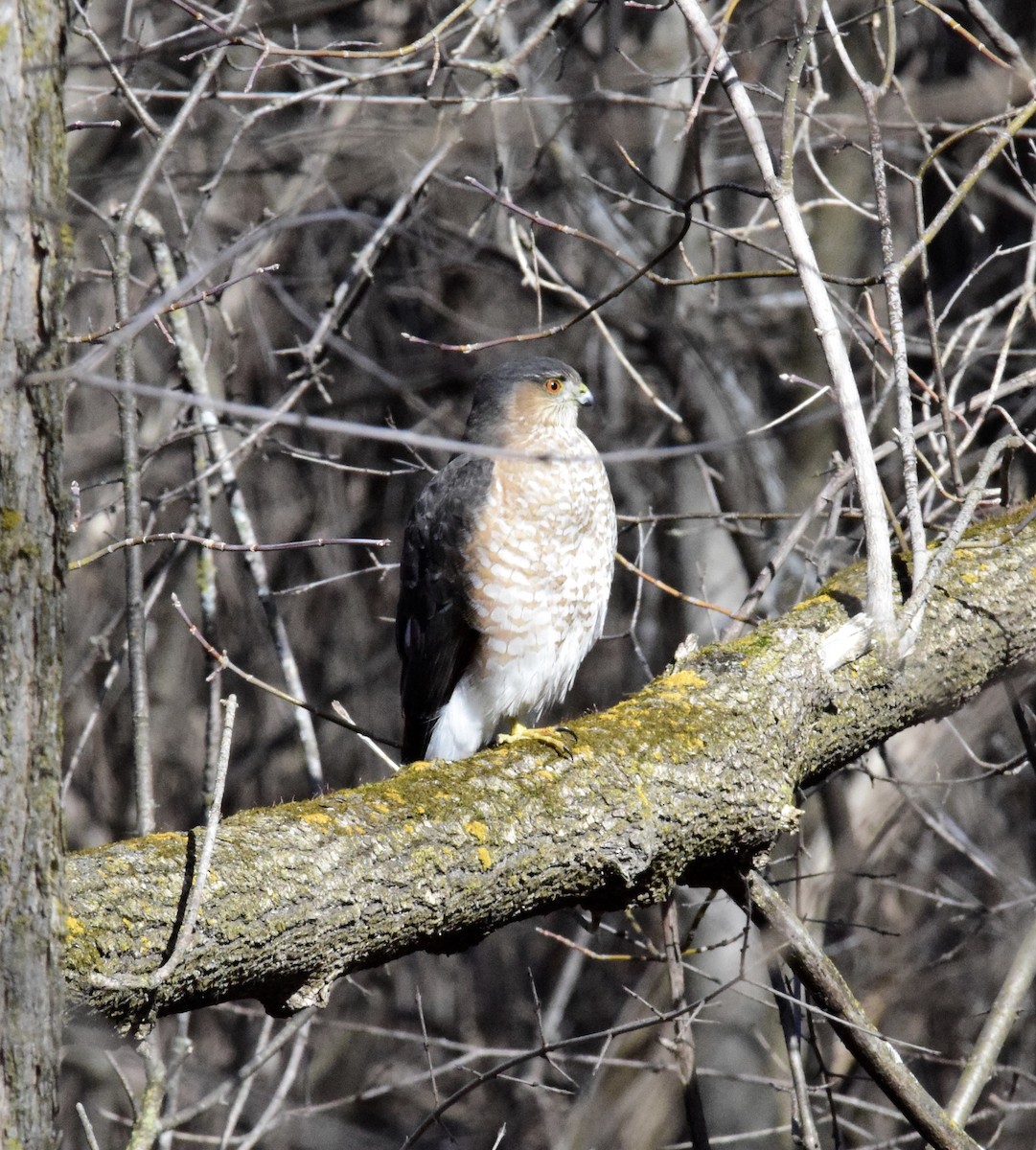 Gavilán Americano - ML616176981
