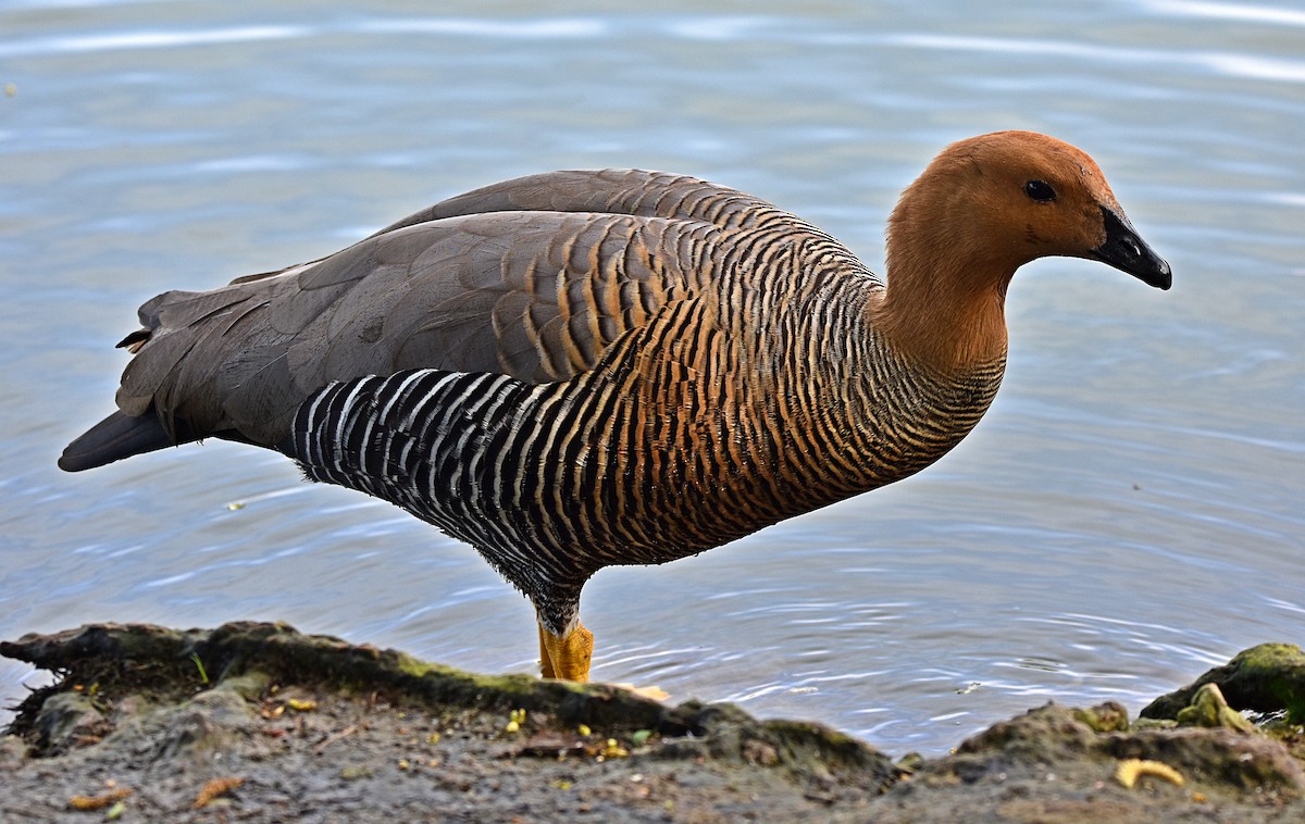 Upland Goose - Joao Freitas