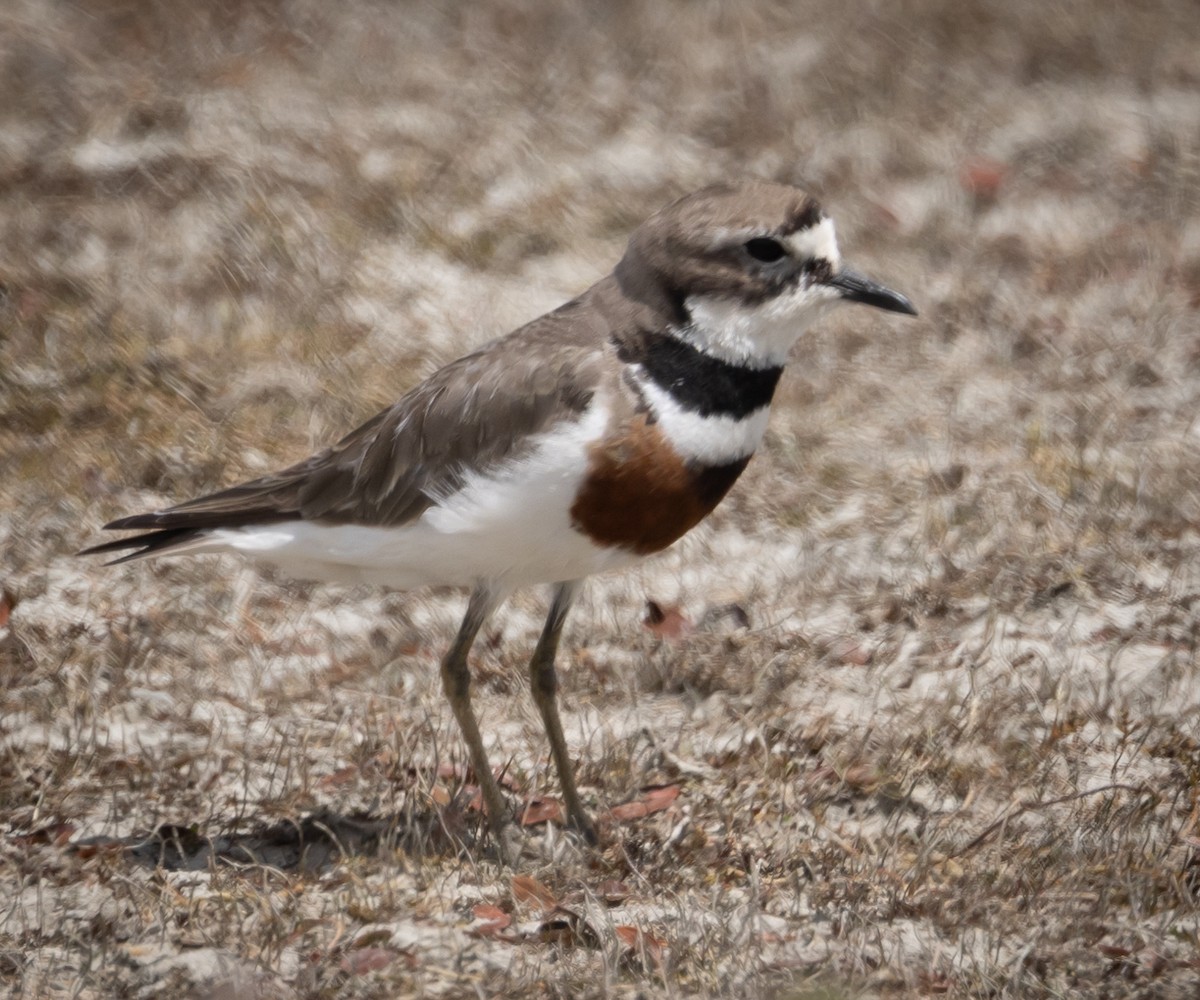 Double-banded Plover - Greg Schrader