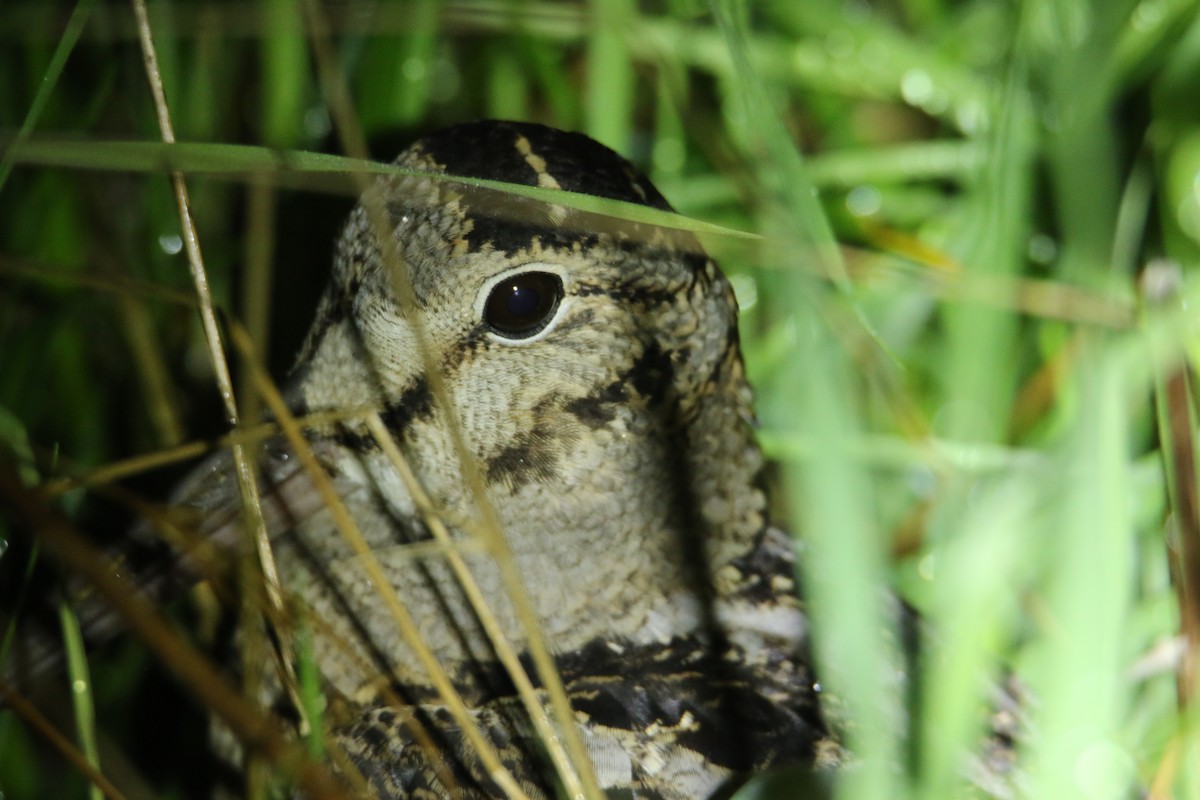 American Woodcock - Scott Clark