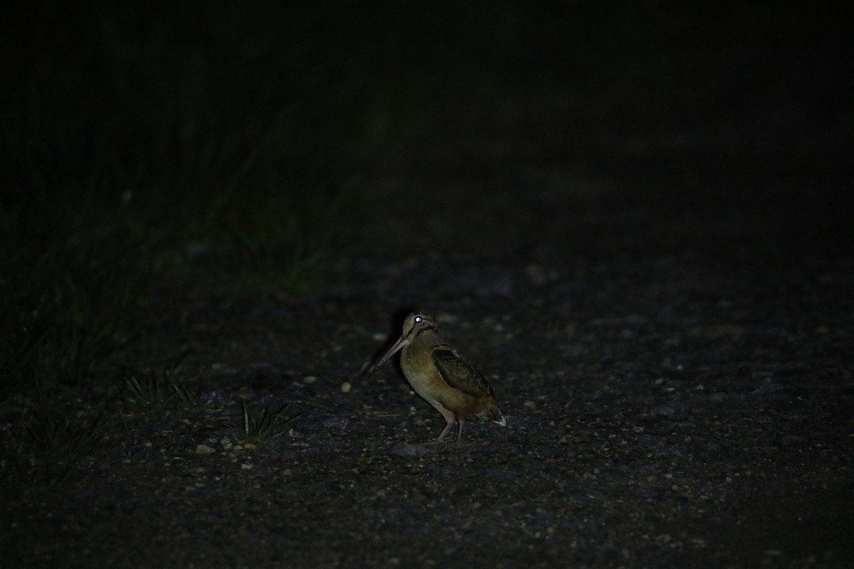 American Woodcock - ML616177075