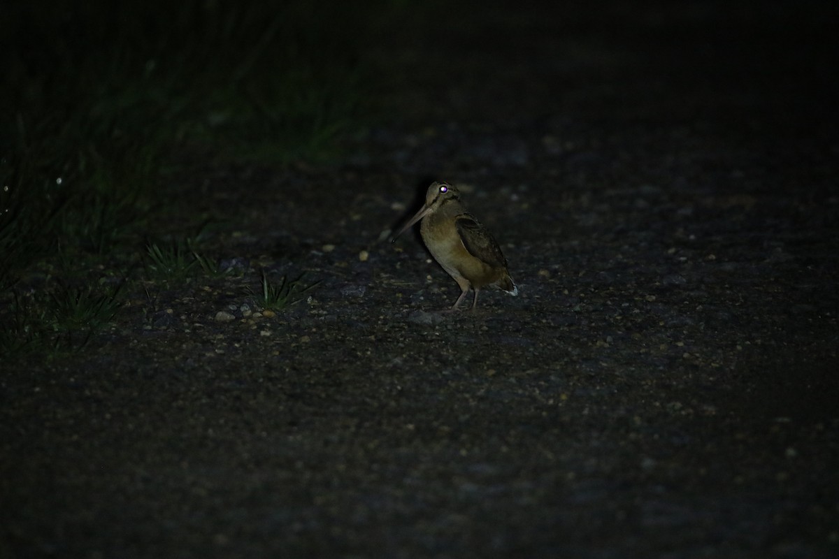 American Woodcock - ML616177080