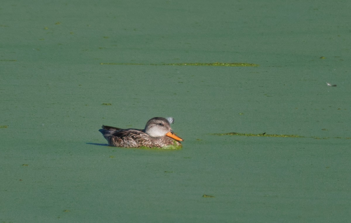 Canard colvert - ML616177091