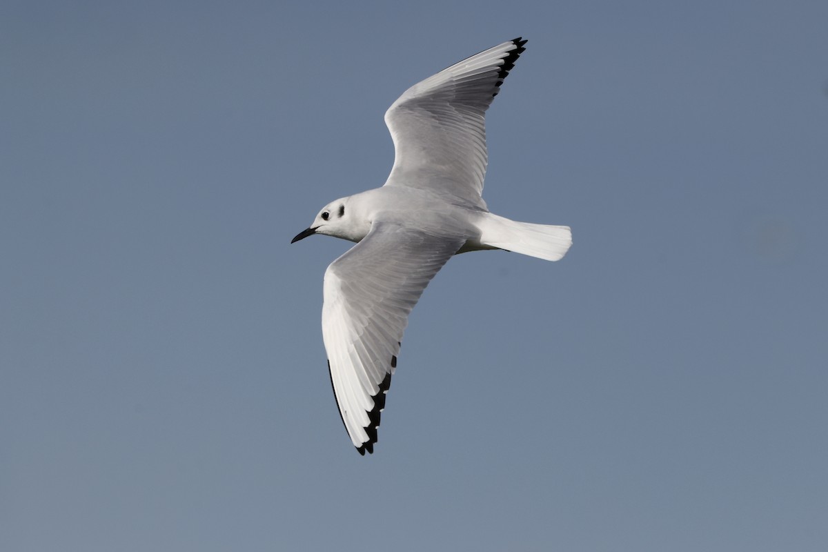 Bonaparte's Gull - ML616177097