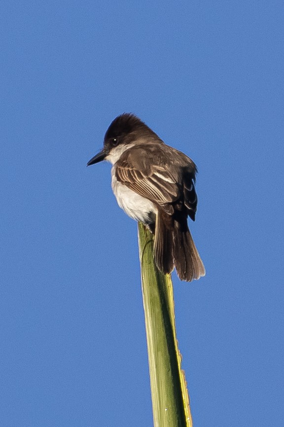 Loggerhead Kingbird (Puerto Rico) - ML616177147