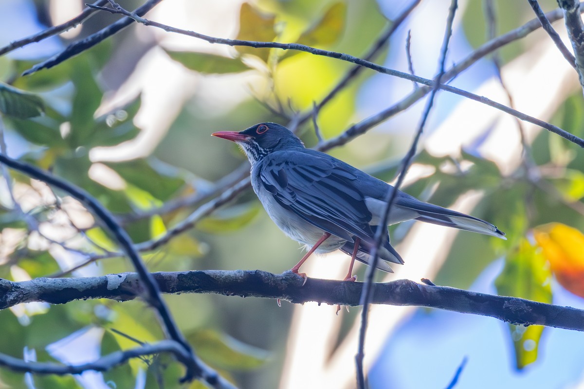 Red-legged Thrush (Antillean) - Rob  Sielaff