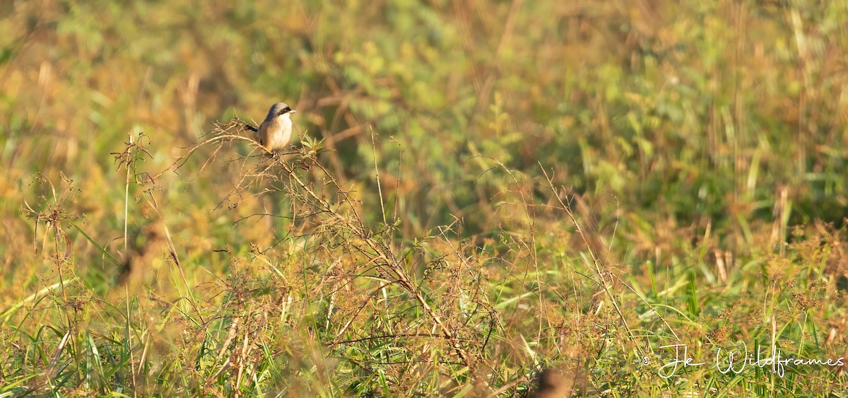 Long-tailed Shrike (schach) - ML616177194