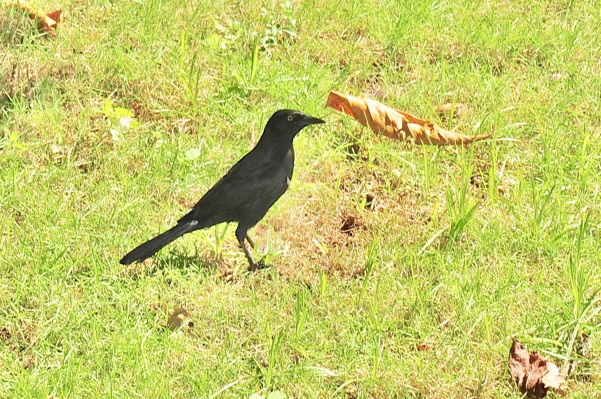 Greater Antillean Grackle - Gerald Friesen