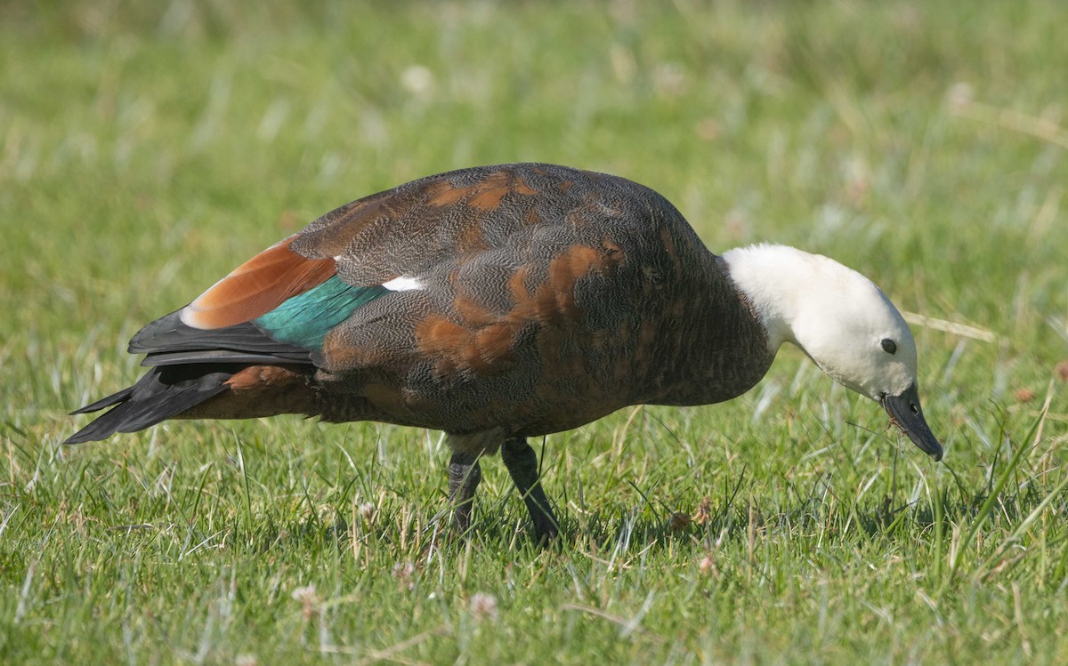 Paradise Shelduck - ML616177218