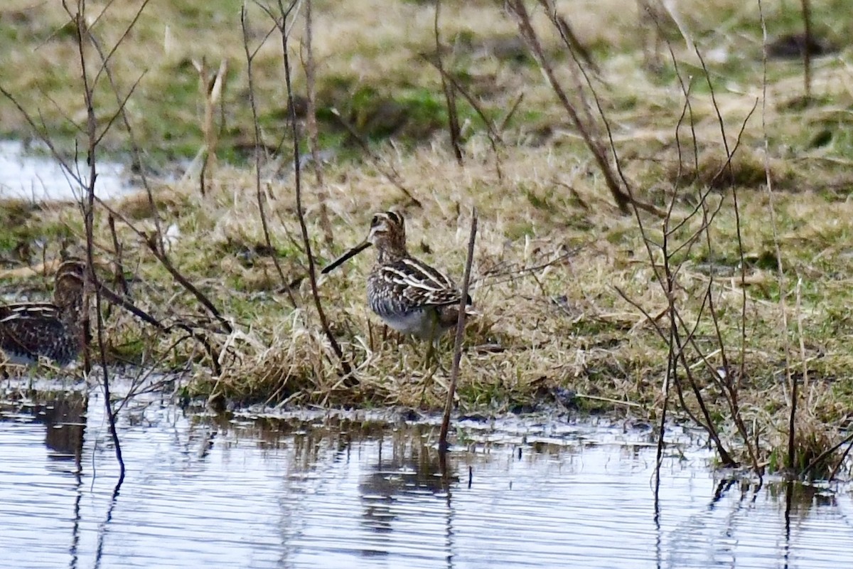 Wilson's Snipe - ML616177227