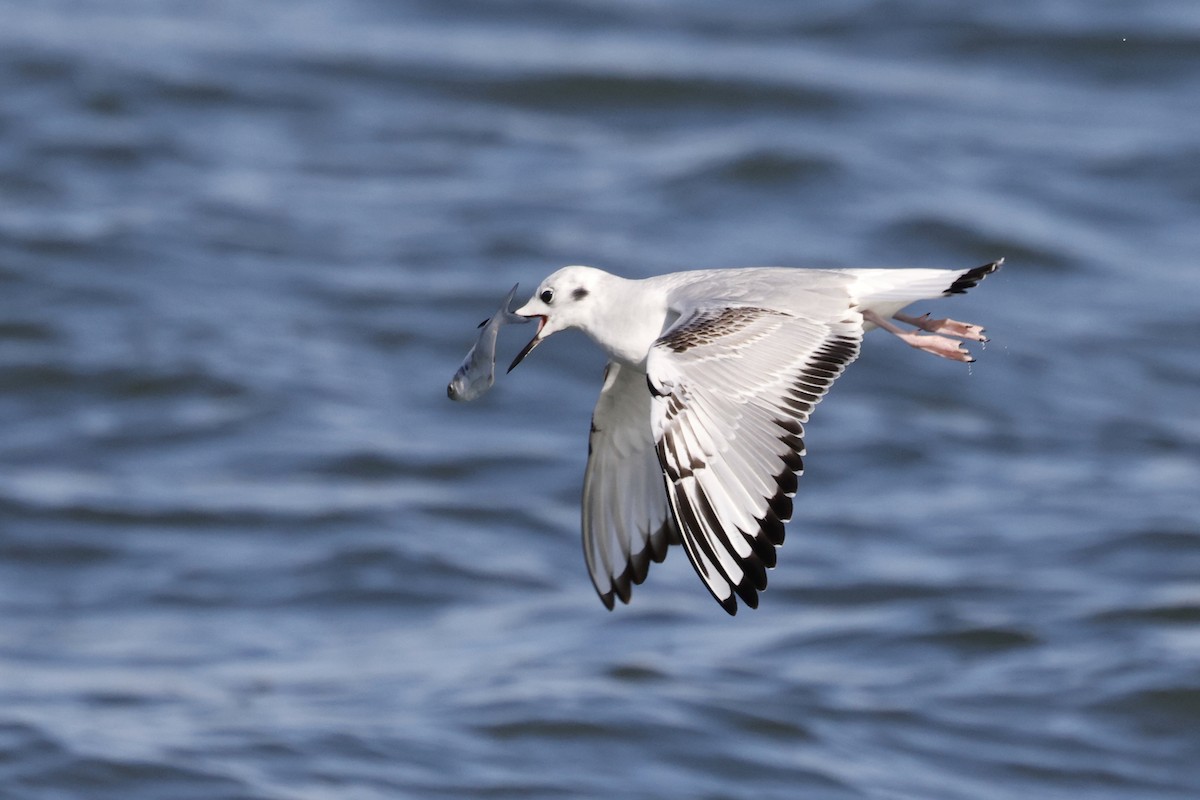 Bonaparte's Gull - ML616177233