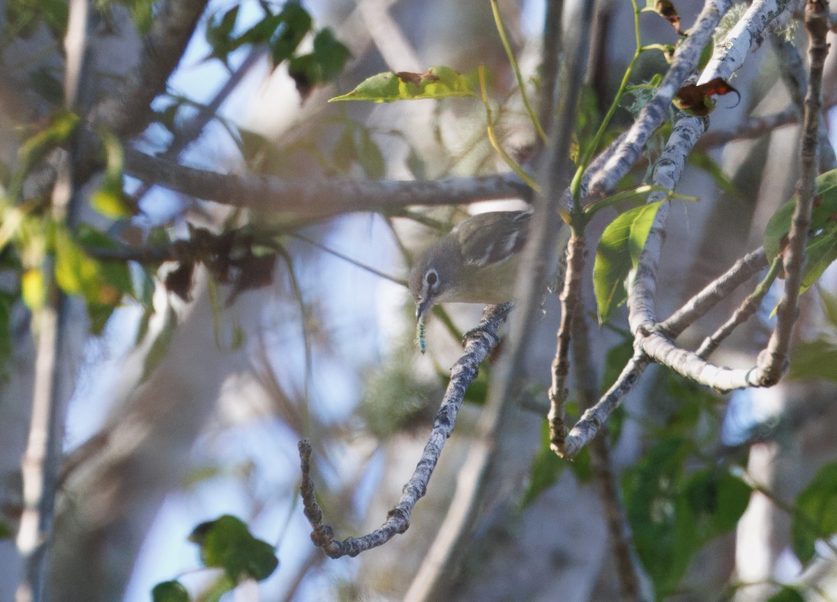 Cassin's Vireo - ML616177259