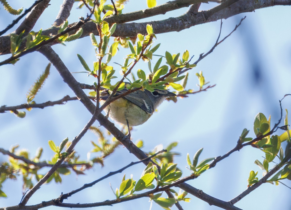 Cassin's Vireo - ML616177267