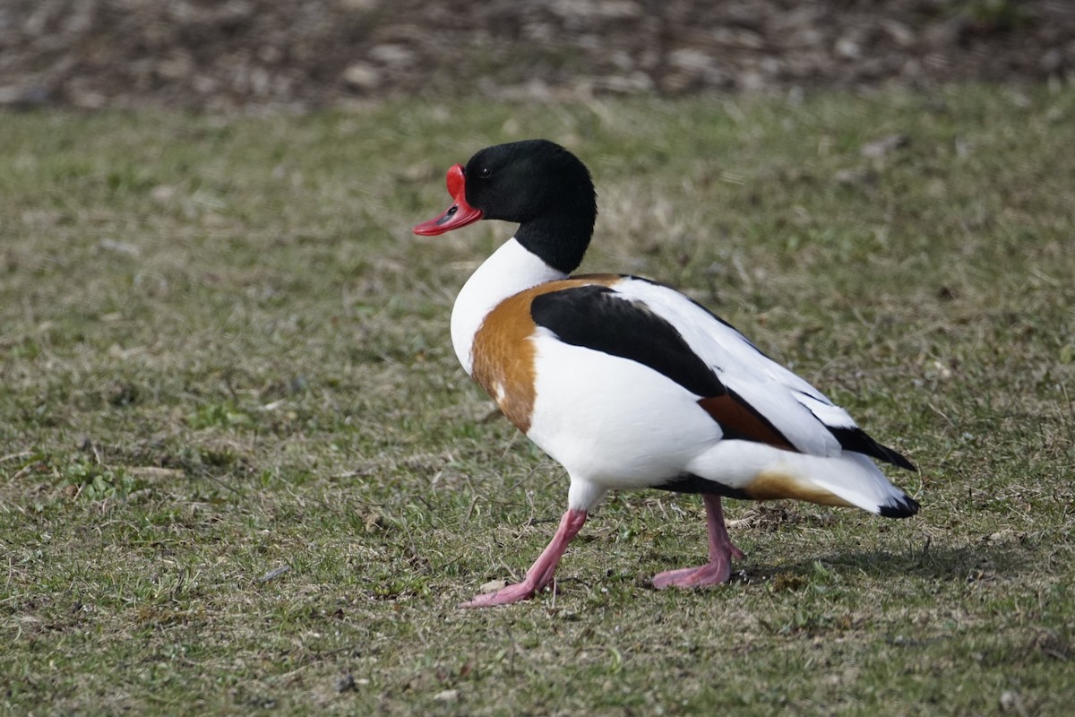 Common Shelduck - ML616177270