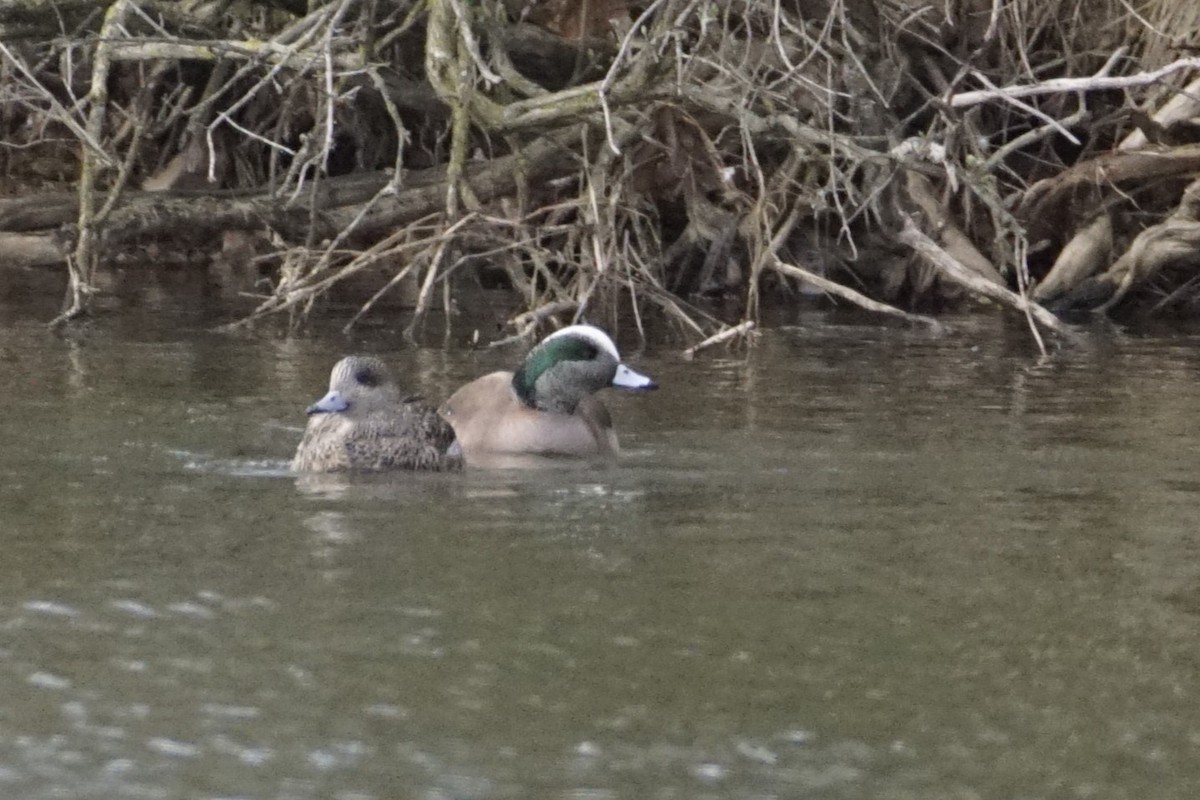 American Wigeon - ML616177288