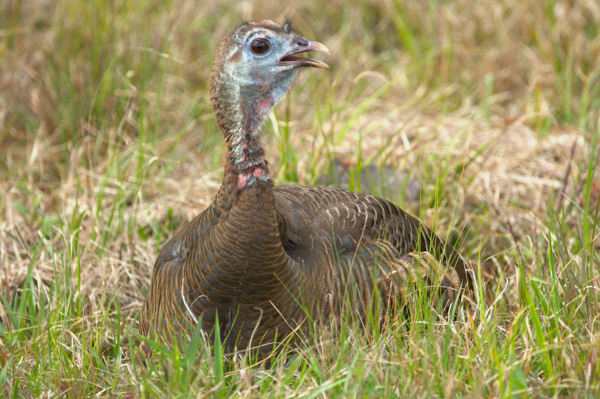 Wild Turkey - ML616177377