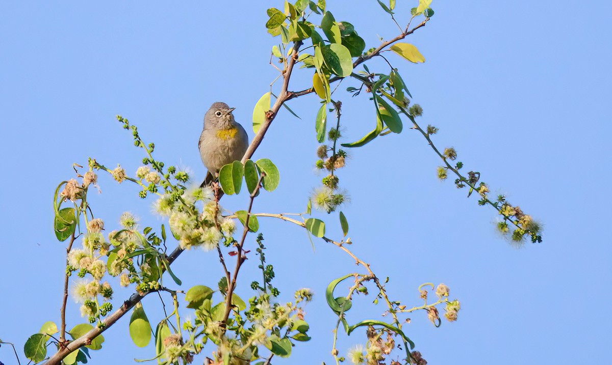 Virginia's Warbler - ML616177422