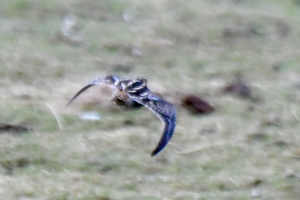 Wilson's Snipe - ML616177427