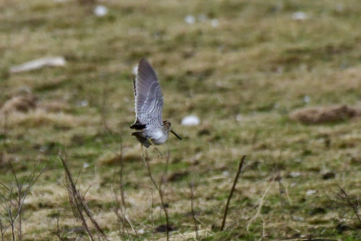 Wilson's Snipe - ML616177428