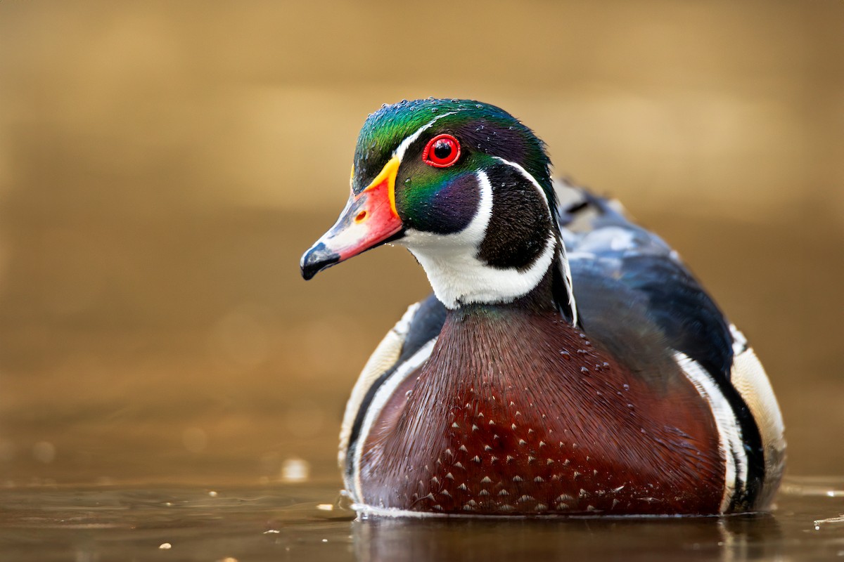Wood Duck - Kieran Barlow