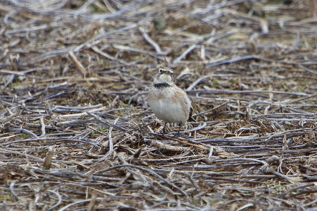 Horned Lark - ML616177434