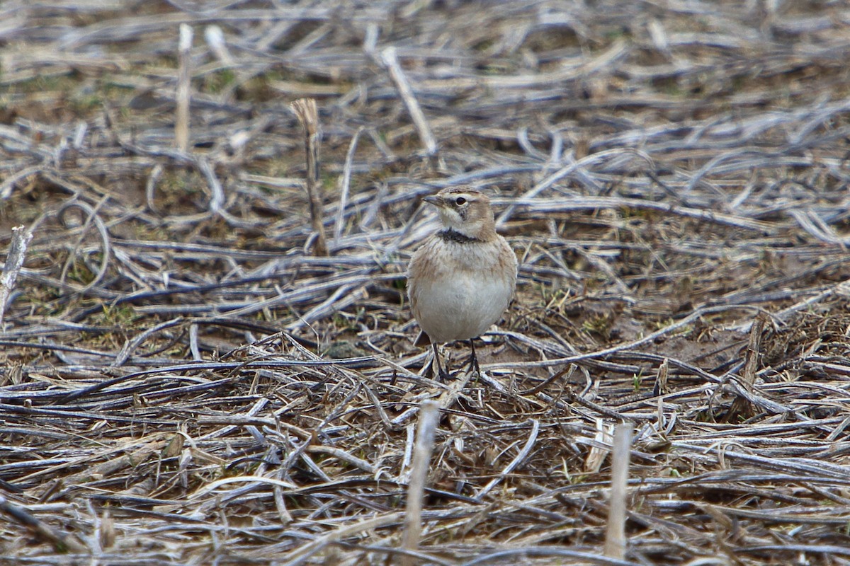 Horned Lark - ML616177436