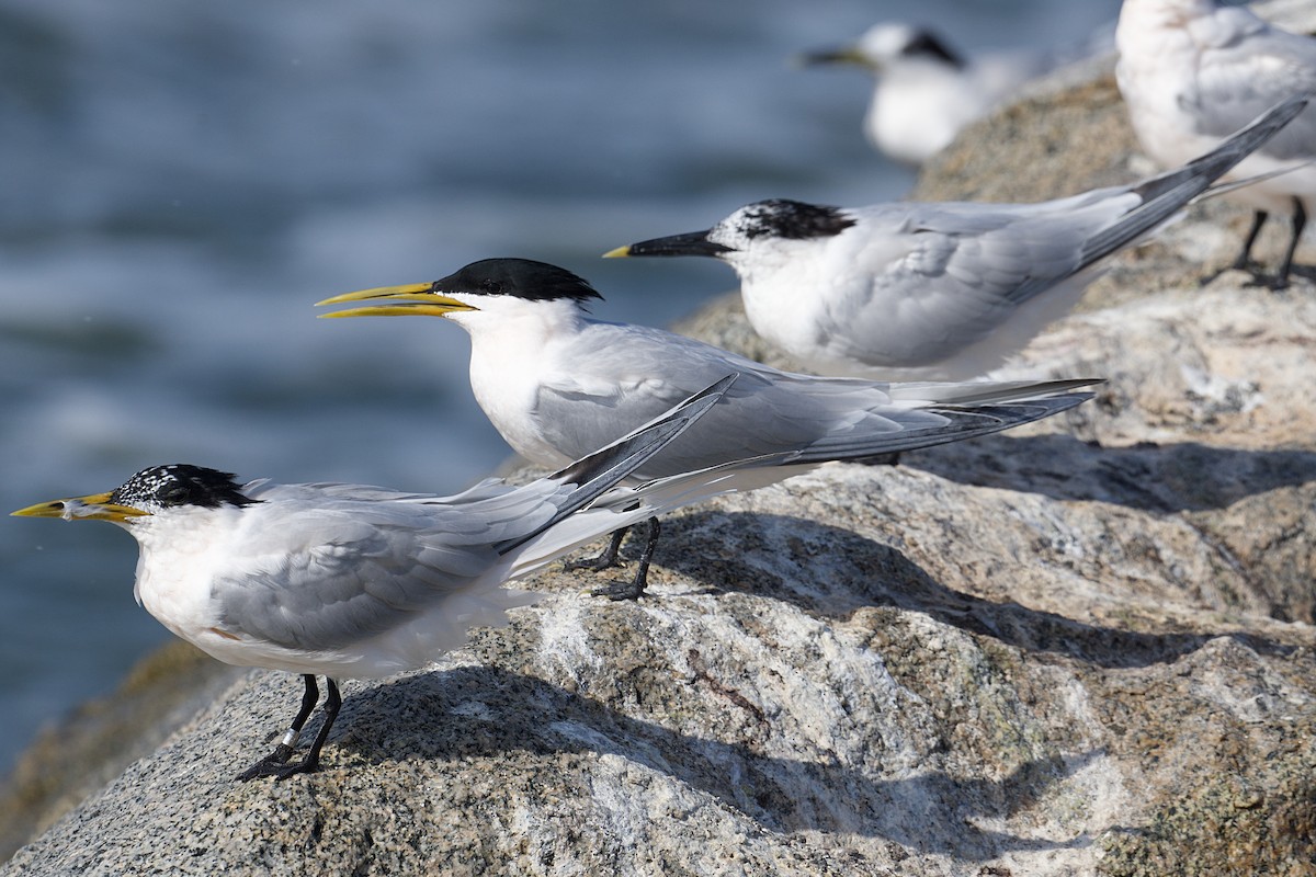 Sandwich Tern (Cayenne) - ML616177451