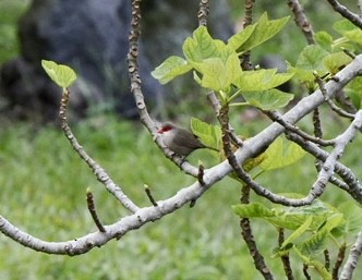 Common Waxbill - ML616177466