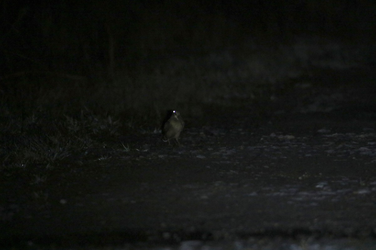 American Woodcock - ML616177517