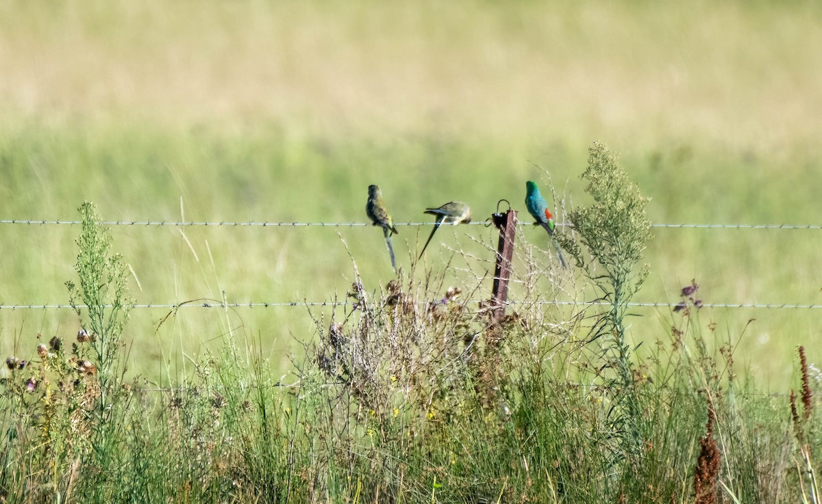 Red-rumped Parrot - ML616177546