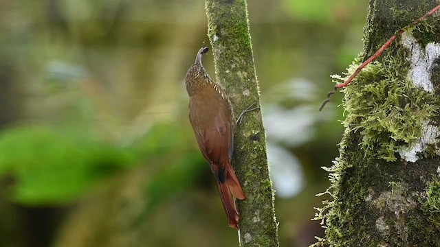 Montane Woodcreeper - ML616177581