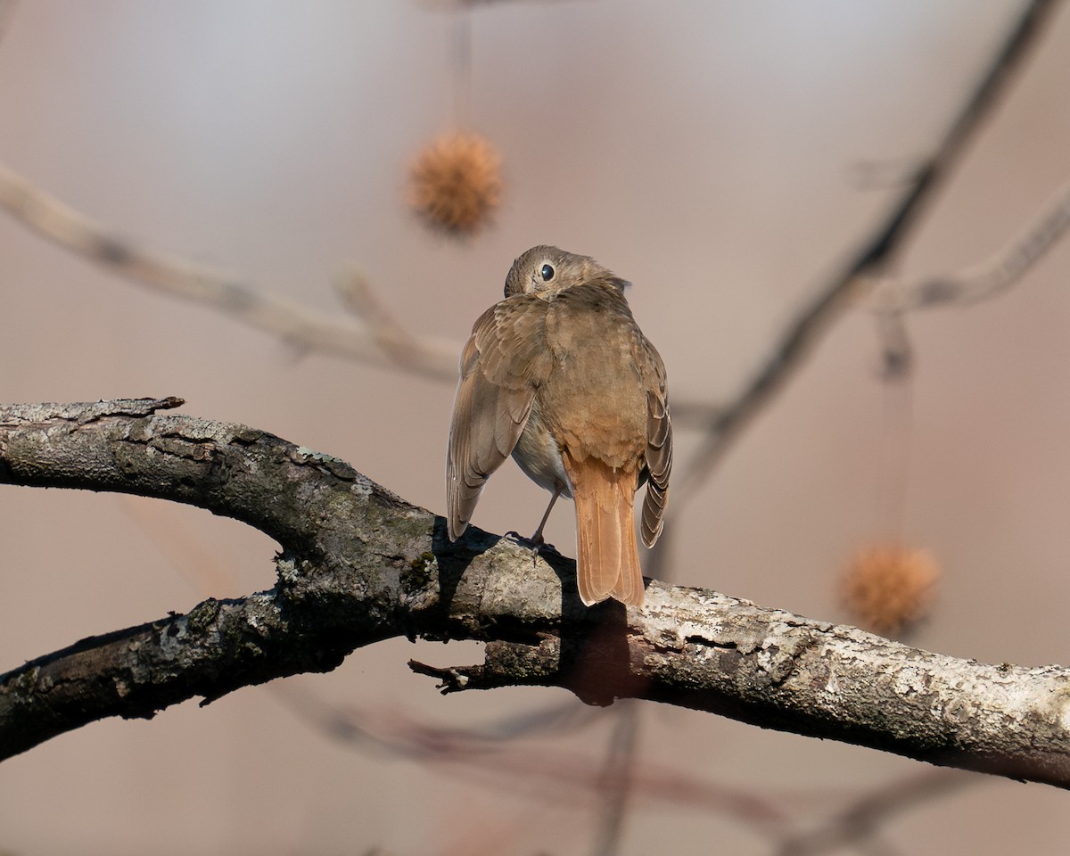 Hermit Thrush - ML616177637