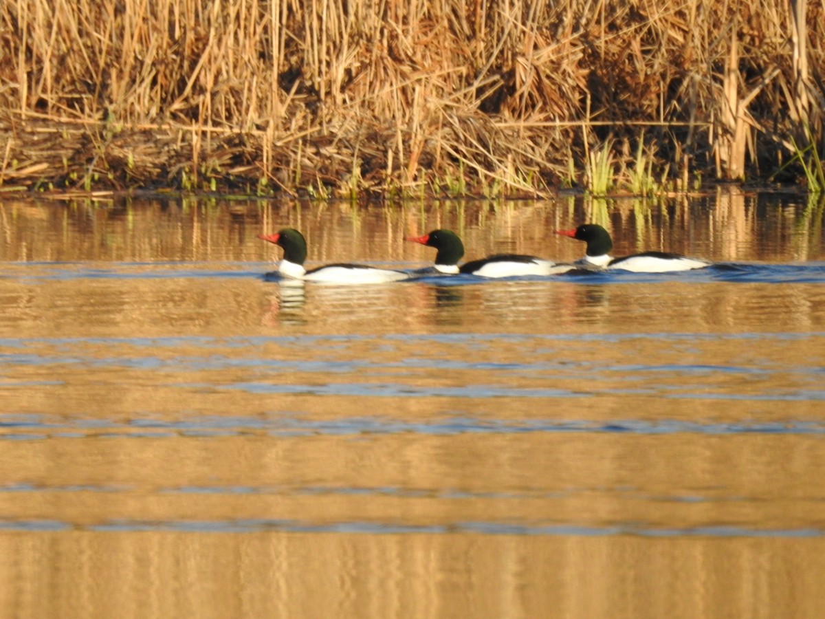 Common Merganser - Katie Novak