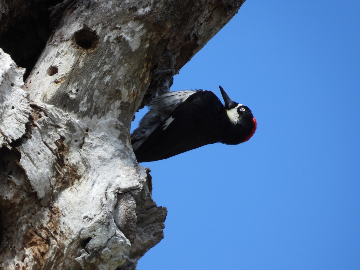 Acorn Woodpecker - ML616177745