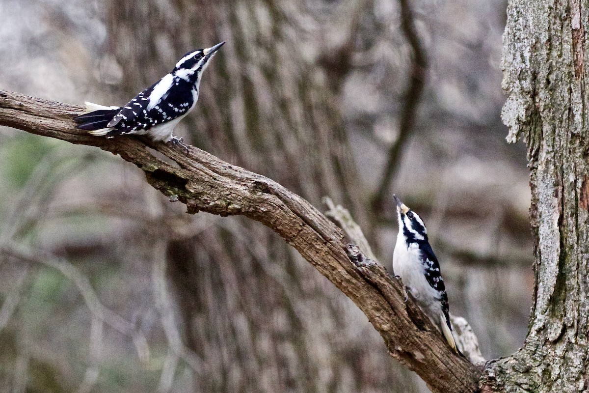 Hairy Woodpecker - ML616177747