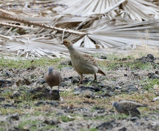 Gray Francolin - Eleanor H Sarren